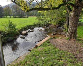 Ein Bach im Wald